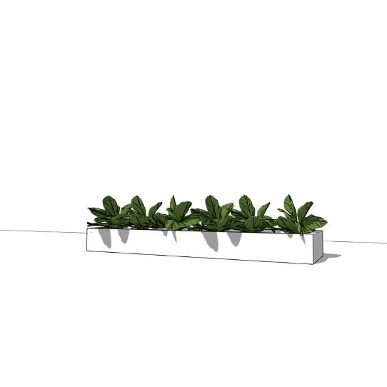 Witte border